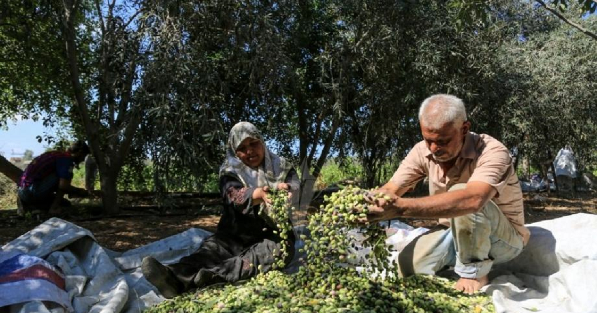 موسم الزيتون في فلسطين.. مزارعون بين منع القطاف وتجريف الأراضي وتراجع المحصول